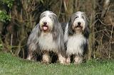 BEARDED COLLIE 373